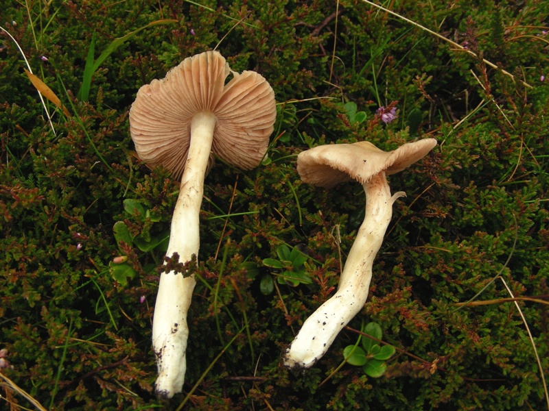 Rodosporeo da idntificare (Entoloma sp.)